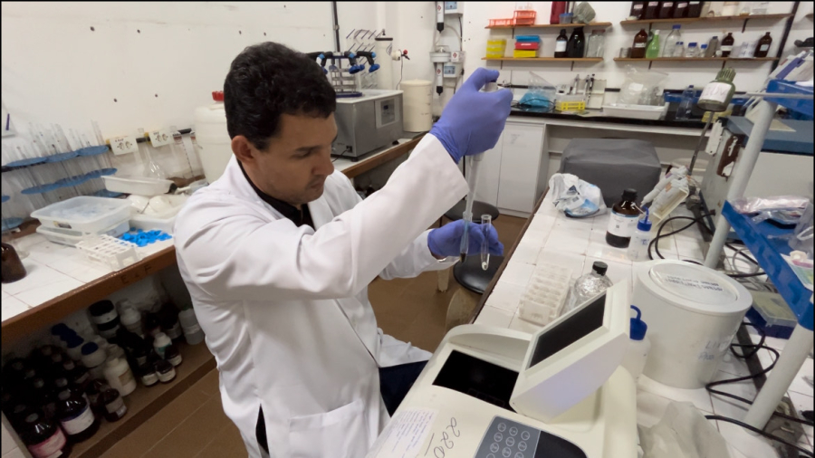 Biocarvão e plantas nativas podem ajudar a recuperar solos contaminados por metais pesados na Amazônia