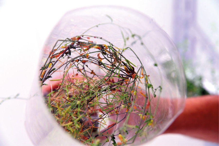 Unicamp: Planta usa microRNA para se adaptar à seca